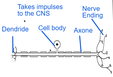 GCSE OCR 21st Century The Human Body - Staying Alive Complete Revision ...