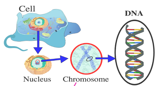 GCSE OCR GATEWAY BIOLOGY : What Happens In Cells (and What Do Cells ...