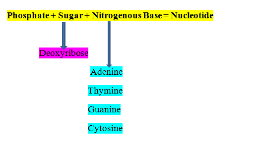 GCSE OCR GATEWAY BIOLOGY : What Happens In Cells (and What Do Cells ...