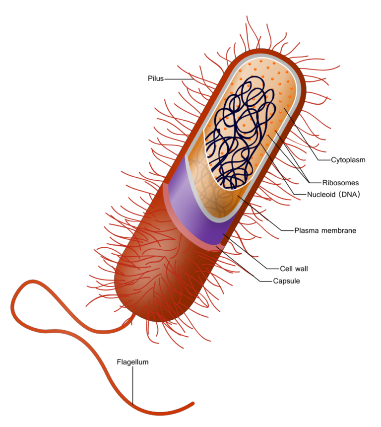 GCSE OCR 21st Century Biology Keeping Healthy Complete Revision Summary ...