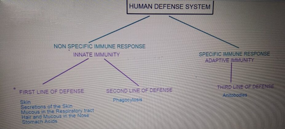 GCSE OCR 21st Century Biology Keeping Healthy Complete Revision Summary ...